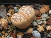 Lithops dorotheae