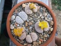 lithops-gracilidelineata-waldroniae-c-189