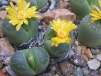 Lithops helmutii