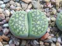 Lithops julli 'Fullergreen'