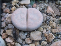 Lithops karasmontana 'Opalina'