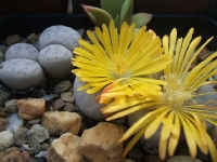 Lithops pseudotr wolkii