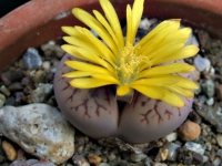 lithops-pseudotruncatella-dentritica-2