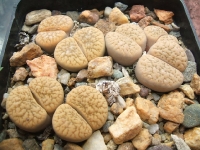 Lithops verulucosa