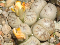 Lithops werneri