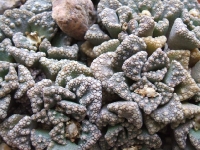 titanopsis calcarea