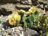 opuntia-mraz