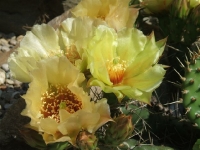 opuntia-mraz1