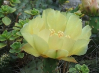 opuntia-na-skalke