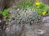 sedum-sunset-cloud